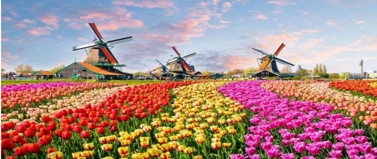 Half Day Tour Of Amsterdam