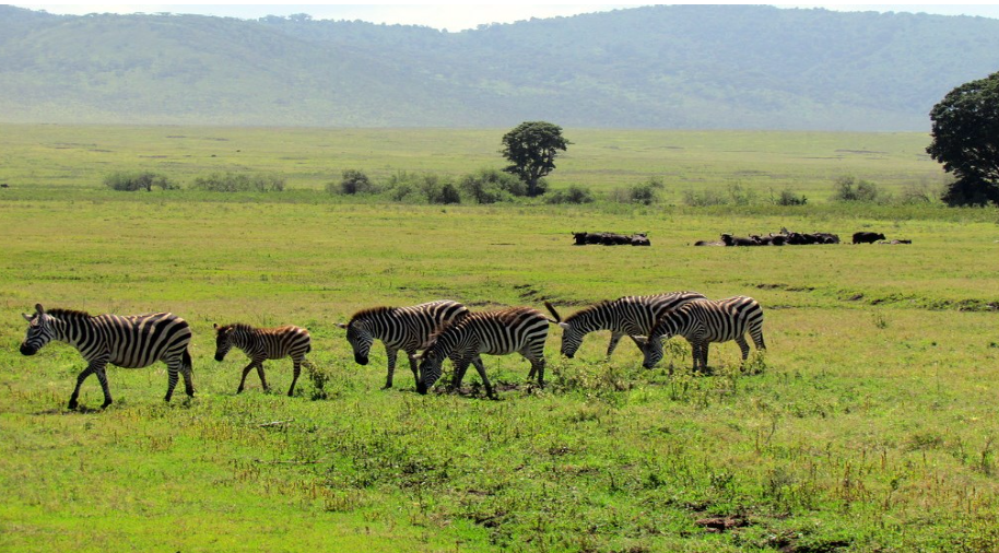 Ngorongoro tour