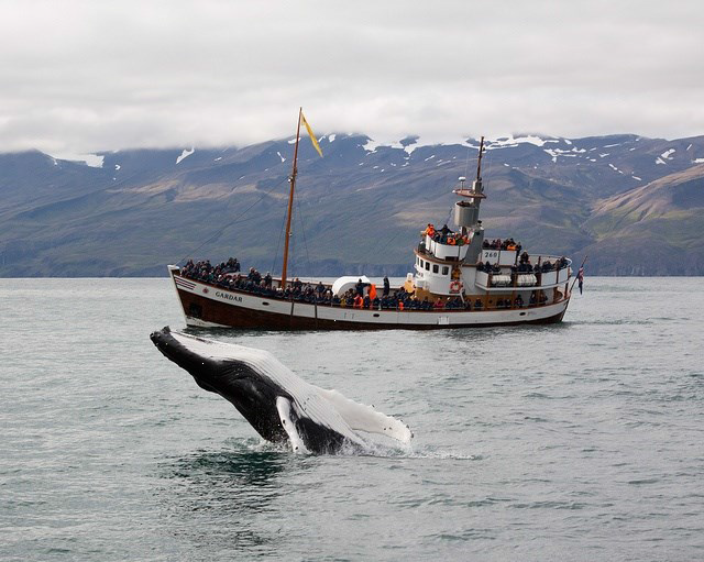 Reykjavik: Whale Watching