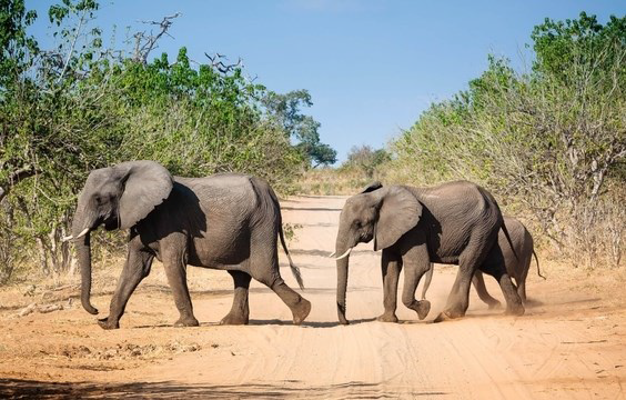 Venture over the Border to Chobe National Park in Botswana