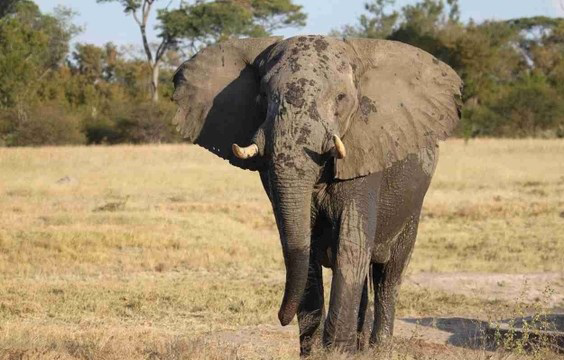 Travel to Hwange National Park